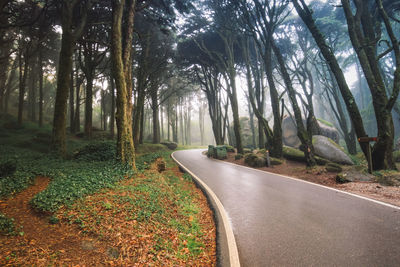 Road amidst trees in forest