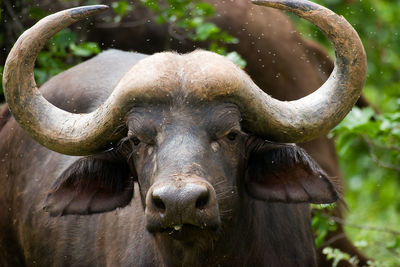 African buffalo in kruger national park