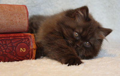 Close-up portrait of cat