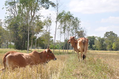 Cows standing in ranch against sky