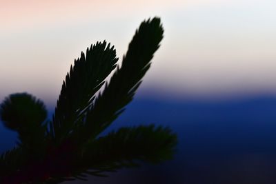 Close-up of silhouette plant against sky at sunset