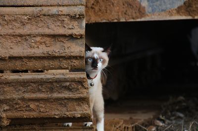 Portrait of cat sitting on brick wall