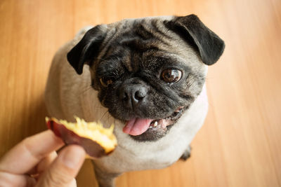 Close-up of a hand holding dog