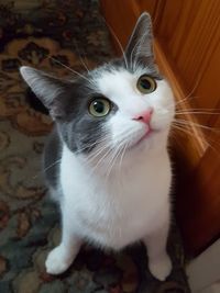 Close-up of cat looking away at home