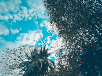 Low angle view of tree against sky