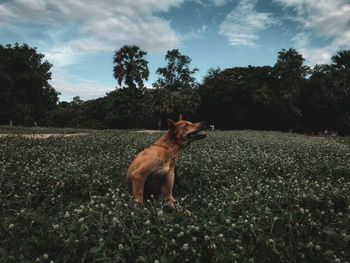 View of dog on field against sky