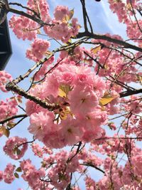 Low angle view of pink cherry blossom