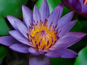 Close-up of purple water lily