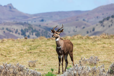 Deer standing on field