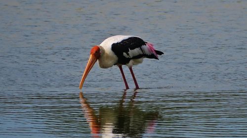 View of bird in lake