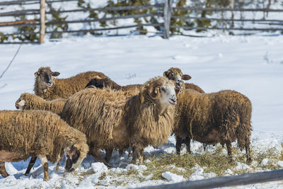 Sheep in a field