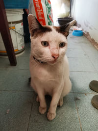 Portrait of cat sitting on floor