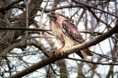 Low angle view of eagle perching on tree