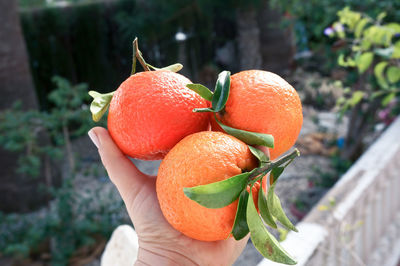 Three fresh oranges in hand on sunlight 