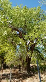 Trees growing in park