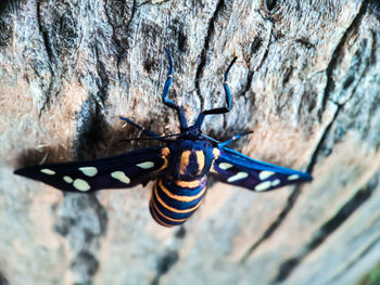 Close-up of butterfly on rock