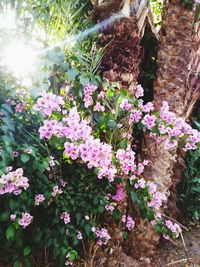 Close-up of pink flowering plants in yard