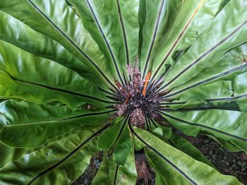 Close-up of plant