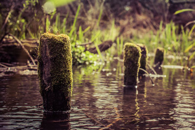 Close-up of water in park