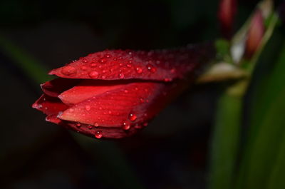 Close-up of wet red rose flower