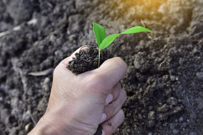 Cropped image of man hand touching sapling growing on field