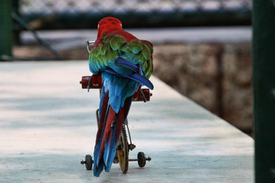 Rear view of red-and-green macaw on toy bicycle