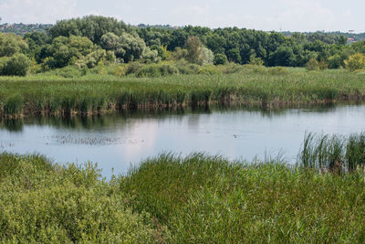 Scenic view of lake and trees