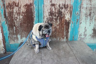 Portrait of dog looking away against wooden wall