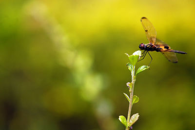 Close-up of insect on plant