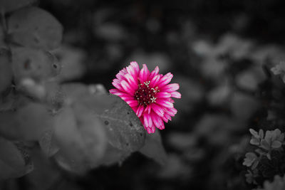 Close-up of pink flower blooming outdoors