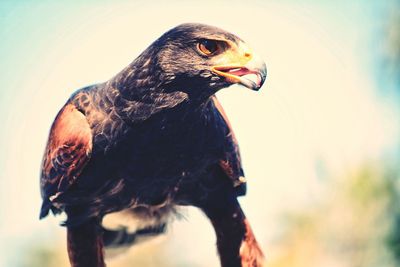 Close-up of a bird looking away