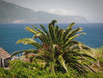 Palm tree growing by sea