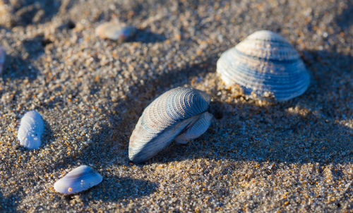 Close-up of seashell in shallow water