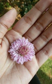 Close-up of hand holding pink flower