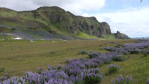 Scenic view of flowering plants on field against sky