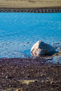 View of an animal on beach