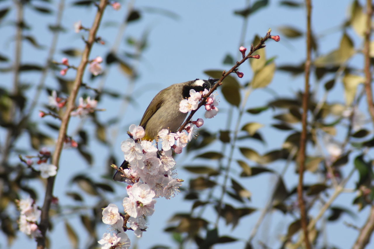 CLOSE-UP OF A BIRD ON FLOWER