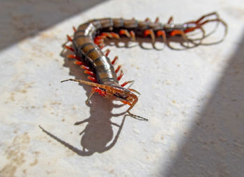 Close-up of caribbean giant centipede