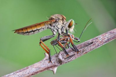 Robberfly with prey on green background