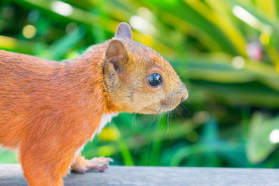 Close-up of squirrel