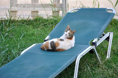 Cat sitting in a yard