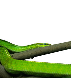 Close-up of a lizard