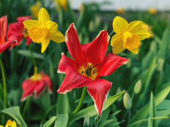 Close-up of red flowering plant