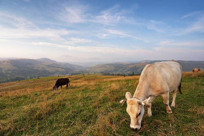 White cow grazing on hill