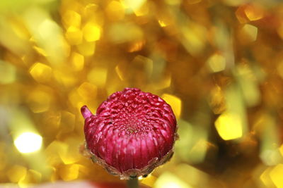 Close-up of flower against blurred background