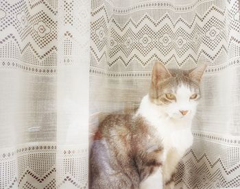 Portrait of cat sitting on floor