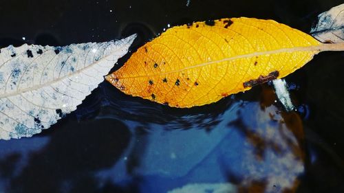 Directly above shot of fallen leaves in pond