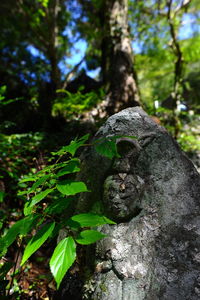 Close-up of statue against tree trunk