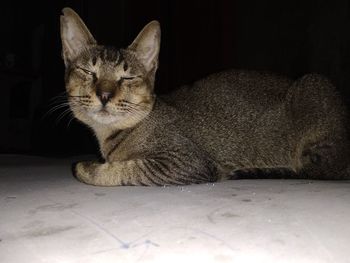 Portrait of cat sitting on floor