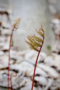 Red fern in the forest